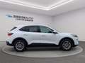 Ford Kuga 1.5 EcoBlue 120 CV 2WD Titanium Business Bianco - thumbnail 6