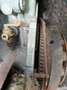 Alfa Romeo 2000 AR Giulia ti 1,3 - thumbnail 16