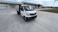 Piaggio Porter NP6 TW LR GPL3250/2800 Ribalt.Trilat TOP Bianco - thumbnail 13