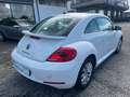 Volkswagen Maggiolino 1.4 TSI Sport TETTO APRIBILE Weiß - thumbnail 4