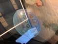 BMW X3 3.0d xDrive M Sport Blanco - thumbnail 13