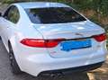 Jaguar XF XF 20d Aut.R-Sport Ingenium Edition Weiß - thumbnail 5