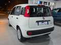 Fiat Panda Pandina 1.0 firefly hybrid Pop s Blanc - thumbnail 6