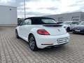 Volkswagen Beetle Cabriolet Design 1.2 TSI Navi Weiß - thumbnail 3