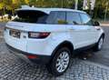 Land Rover Range Rover Evoque SE Panoramadach Blanc - thumbnail 5