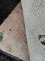 Triumph TR6 - thumbnail 15