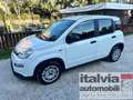 Fiat Panda 1.0  Hybrid  SEDILE REG. PDC 5 POSTI BLUETOOTH Bianco - thumbnail 1