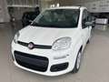 Fiat Panda 1.0 firefly 70cv hybrid Icon Bianco - thumbnail 3