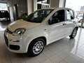 Fiat Panda 1.0 firefly hybrid s&s 70cv Biały - thumbnail 2