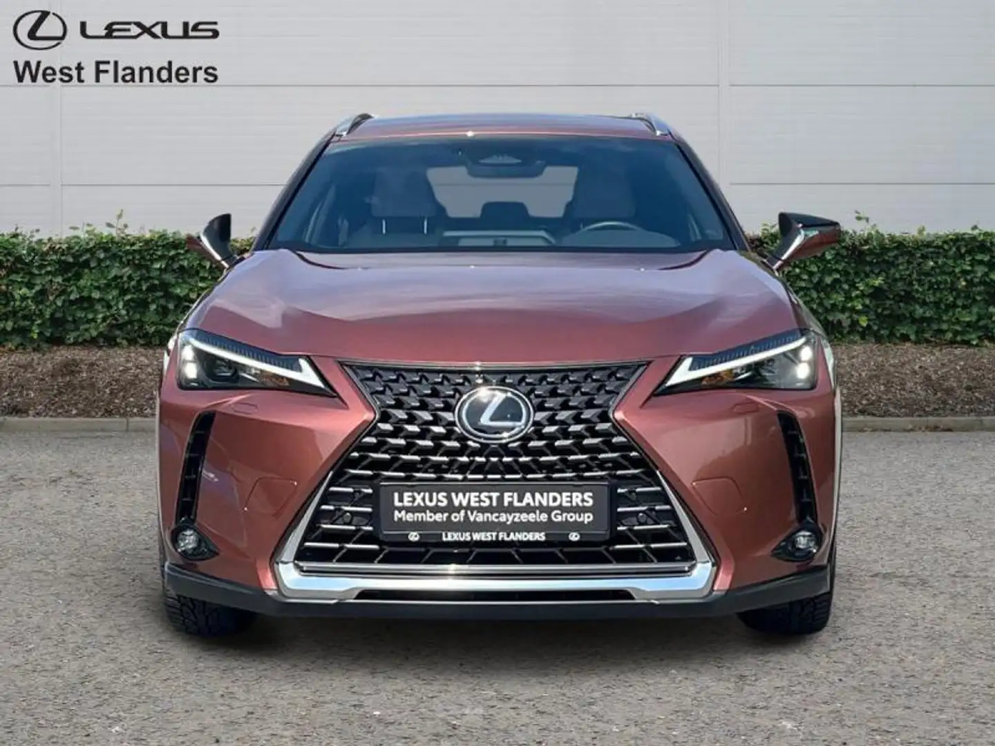 Lexus UX 300h Business Line+cam+gps+sens V+A Braun - 2