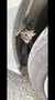 Peugeot 207 207 SW Lion Edition 1,4 16V VTi Lion Edition Grau - thumbnail 20