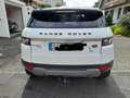 Land Rover Range Rover Evoque Range Rover Evoque SD4 Aut. Dynamic Weiß - thumbnail 5
