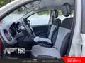 Fiat Panda Panda 1.2 Lounge 69cv Bianco - thumbnail 7