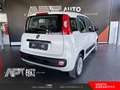 Fiat Panda Panda 1.2 Lounge 69cv Bianco - thumbnail 3