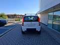Fiat Panda Panda 1.2 Climbing 4x4 69cv OK NEOPATENTATI Blanc - thumbnail 5