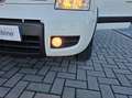 Fiat Panda Panda 1.2 Climbing 4x4 69cv OK NEOPATENTATI Blanc - thumbnail 15