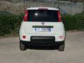 Fiat Panda 4x4 1.3 Mj  80 CV S&S 4 Posti - ELD CLIMA Bianco - thumbnail 4