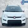 Fiat Panda Panda 1.0 FireFly S&S Hybrid City Life Bianco - thumbnail 8