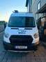 Ford Transit 350 H2L2 Trail Weiß - thumbnail 5