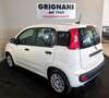 Fiat Panda Panda 1.0 FireFly S&S Hybrid Bianco - thumbnail 3