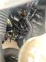 Alfa Romeo MiTo 1.3JTDm S&S Junior 85 - thumbnail 10