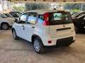 Fiat Panda 1.0 FireFly S&S Hybrid Grigio - thumbnail 8
