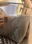 SEAT Ibiza Comfort Edition Schwarz - thumbnail 10