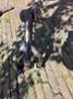 Triumph Tiger 800 ABS Zwart - thumbnail 17