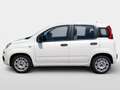 Fiat Panda MY21 FireFly Hybrid 70 Weiß - thumbnail 6