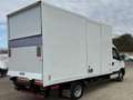 Iveco Daily Blanc - thumbnail 5