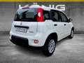 Fiat Panda MY24 1.0 Klima PDC Radio Blanc - thumbnail 3