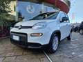 Fiat Panda 1.0 70CV FireFly S&S Hybrid #VARI COLORI Weiß - thumbnail 2