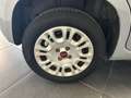 Fiat Panda Panda 1.2  NEOPATENTATI 69CV GARANZIA P.CONSEGNA Grigio - thumbnail 18