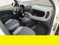 Fiat Panda - thumbnail 14