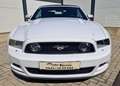 Ford Mustang GT 5.0 Ti-VCT V8 Autom. Cabrio, 1.Besitz, MwSt.. Weiß - thumbnail 2