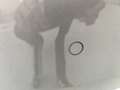 Fiat 500C Dolcevita SS Ed. 1.0 Hybrid 51KW 70 CV Gris - thumbnail 22