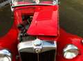 MG TD 1250 CABRIOLET, BODY OFF GERESTAUREERD IN ZÉÉR GOE Rot - thumbnail 17