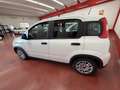 Fiat Panda Panda III 2021 1.0 firefly hybrid s Blanc - thumbnail 5
