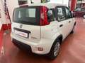Fiat Panda Panda III 2021 1.0 firefly hybrid s Blanc - thumbnail 7