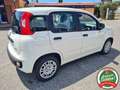 Fiat Panda 1.0 firefly hybrid 5p.*CRUISE*USB*PDC*NO VINCOLI* Bianco - thumbnail 5
