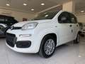 Fiat Panda PANDA III 2024 1.0 FIREFLY HYBRID VARI COLORI - thumbnail 18