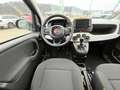 Fiat Panda Pandina Cross - Abverkauf - Schwarz - thumbnail 11