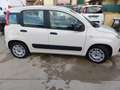 Fiat Panda Panda 1.2 69cv Beige - thumbnail 19