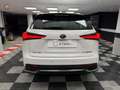 Lexus NX 300 300h Business 2WD Weiß - thumbnail 2
