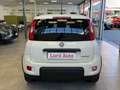 Fiat Panda 1.0 FireFly S&S Hybrid *UNICO PROP.*OK NEOPAT.* Bianco - thumbnail 5