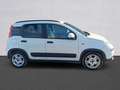 Fiat Panda Panda III 2021 1.0 firefly hybrid City Life s Bianco - thumbnail 4