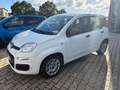 Fiat Panda Panda III 2021 1.0 firefly hybrid s&s 5POSTI Bianco - thumbnail 2
