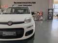 Fiat Panda Panda III 2016 0.9 Metano BOMBOLE REVISONATE Weiß - thumbnail 15
