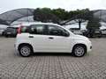Fiat Panda Panda 1.0 FireFly S&S Hybrid Bianco - thumbnail 4