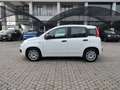 Fiat Panda Panda 1.0 FireFly S&S Hybrid Bianco - thumbnail 7